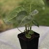 Anthurium hybrid