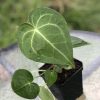Anthurium hybrid