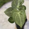 Anthurium hybrid