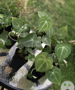 Anthurium hybrid