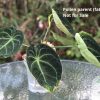 Anthurium hybrid