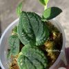 Rare Rhaphidophora Versteegii - A