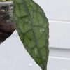 Hoya Clemensiorum (red) - B