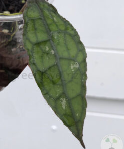 Hoya Clemensiorum (red) - B