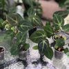 Anthurium hybrid (Unknown X Besseae.aff)