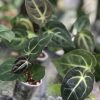 Anthurium hybrid (Unknown X Besseae.aff)