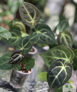 Anthurium hybrid (Unknown X Besseae.aff)