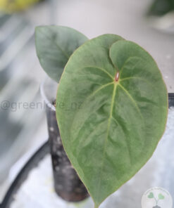 Rare Anthurium sp. Silver Peru