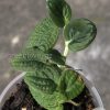 Rare Rhaphidophora Versteegii - C
