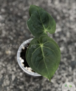 Anthurium AOS x Lux