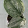 Scindapsus Rubicon variegated