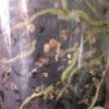 Scindapsus Rubicon variegated