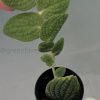 Rare Rhaphidophora Tenuis Silver