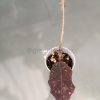 Hoya undulata red