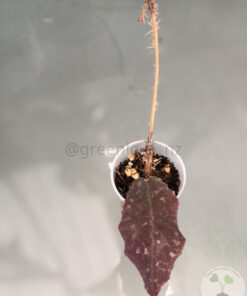 Hoya undulata red
