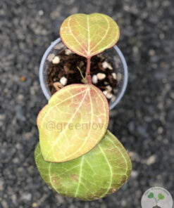 Hoya Sarawak