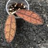 Hoya clemensiorum (red)