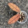 Hoya clemensiorum (red)