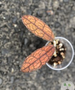 Hoya clemensiorum (red)