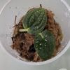 Rare Rhaphidophora Versteegii