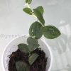 Rare Rhaphidophora Versteegii