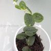 Rare Rhaphidophora Versteegii