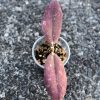 Hoya undulata red