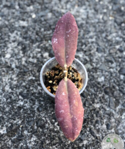 Hoya undulata red
