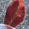 Hoya undulata red