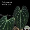 Anthurium hybrid (Unknown X Besseae.aff)