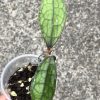 Hoya Clemensiorum (red) - A