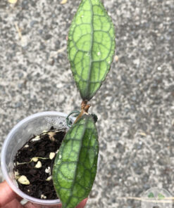 Hoya Clemensiorum (red) - A
