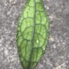 Hoya Clemensiorum (red) - A