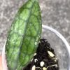 Hoya Clemensiorum (red) - A