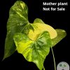 Anthurium Pterodactyl Variegated