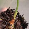 Anthurium Pterodactyl Variegated