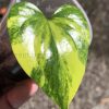 Anthurium Pterodactyl Variegated
