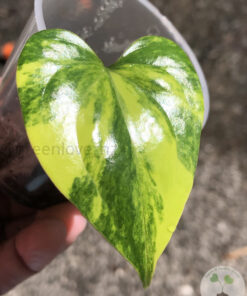 Anthurium Pterodactyl Variegated