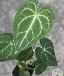 Anthurium Clarinervium X Pterodactyl
