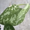 Scindapsus Mayari