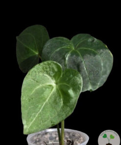 Anthurium Clarinervium X