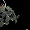 Rare Rhaphidophora Tenuis Silver - cuttings
