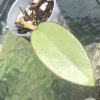 Hoya Silver dollar MB1405-AG