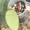 Hoya Silver dollar MB1405-AG (A)