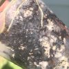 Hoya Silver dollar MB1405-AG (A)