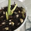 Scindapsus Treubii "superstar" with new growth