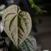 Anthurium Luxurians hybrid - B