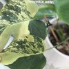 Rare Monstera Aurea sport