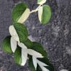 Scindapsus Jade Satin albo (halfmoon)