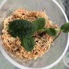 Rare Rhaphidophora Tenuis Silver